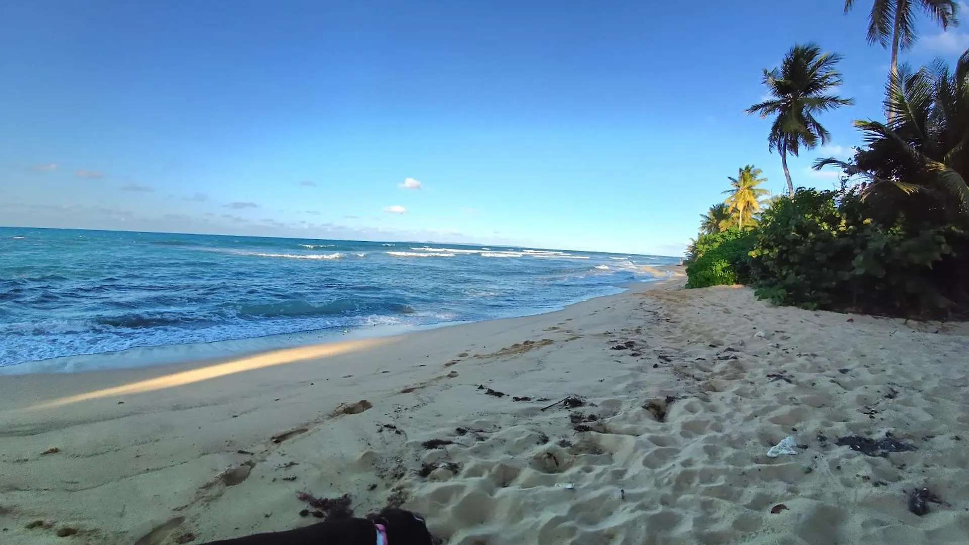 Luxe tent Rooster Run Glamping Camping Has Rooftop And Off The Ground Glamping Experience For 1 To 16 In A Single Tent And Views Of The Rain Forrest And To Culebra Across The Atlantic Ocean W Tents, Linens, Deluxe Air Beds, Warm Shower And More At A Great Pric Vieques