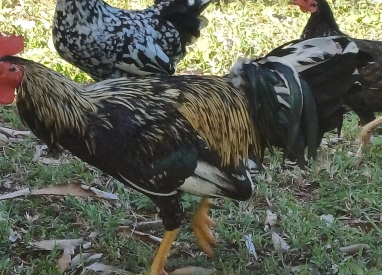 Rooster Run Glamping Camping Has Rooftop And Off The Ground Glamping Experience For 1 To 16 In A Single Tent And Views Of The Rain Forrest And To Culebra Across The Atlantic Ocean W Tents, Linens, Deluxe Air Beds, Warm Shower And More At A Great Pric Vieques Luxe tent